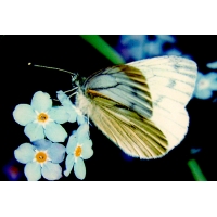 Green-veined White napi larvae